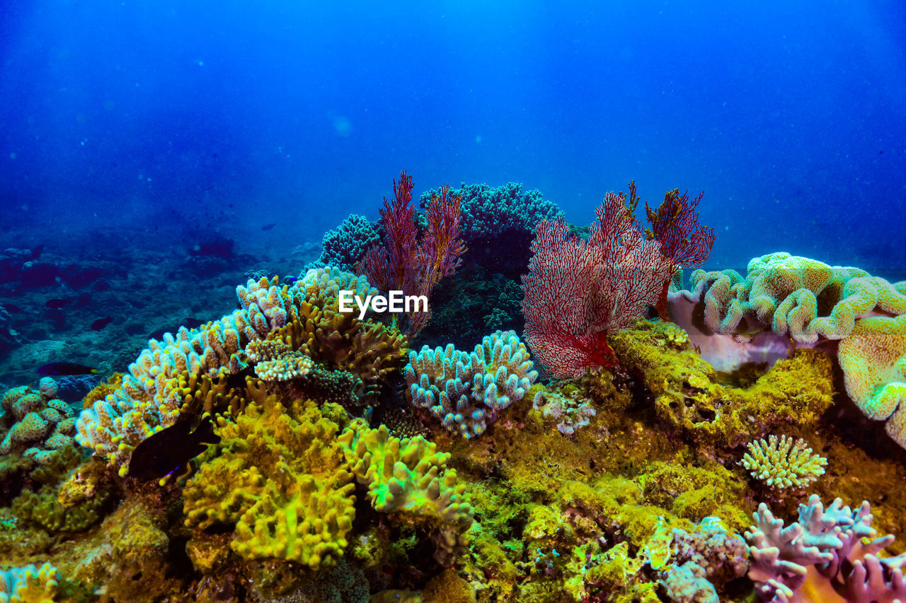 Soft corals of north muiron is