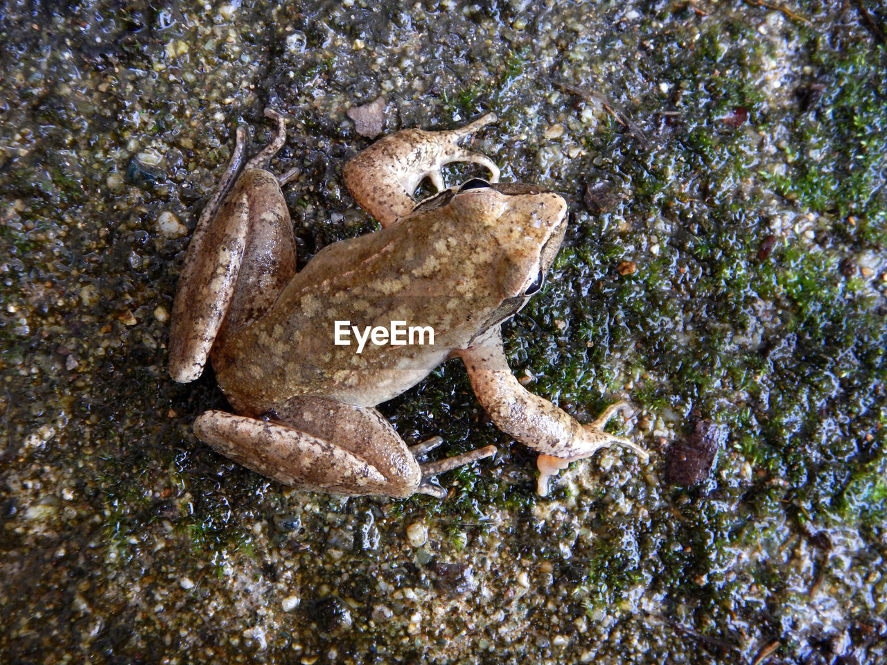 CLOSE-UP OF FROG ON ROCK IN SEA