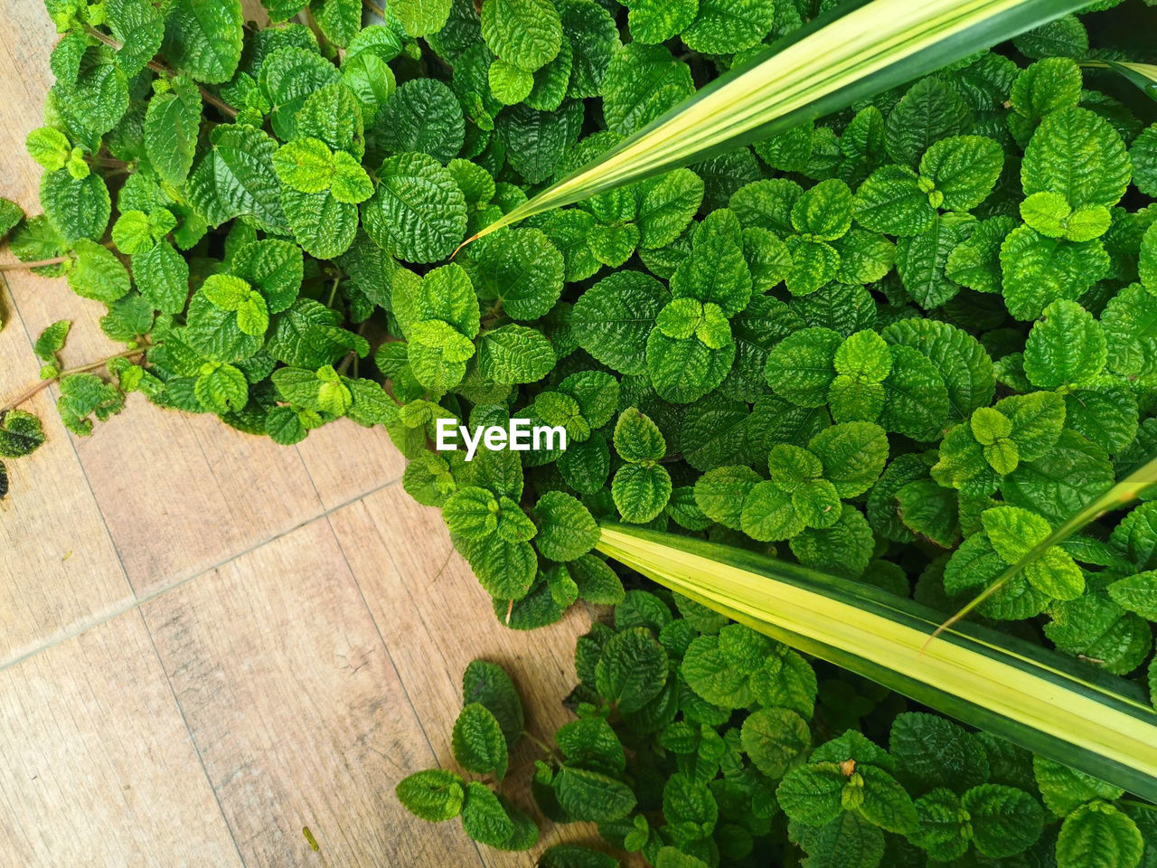 High angle view of green leaves on plant