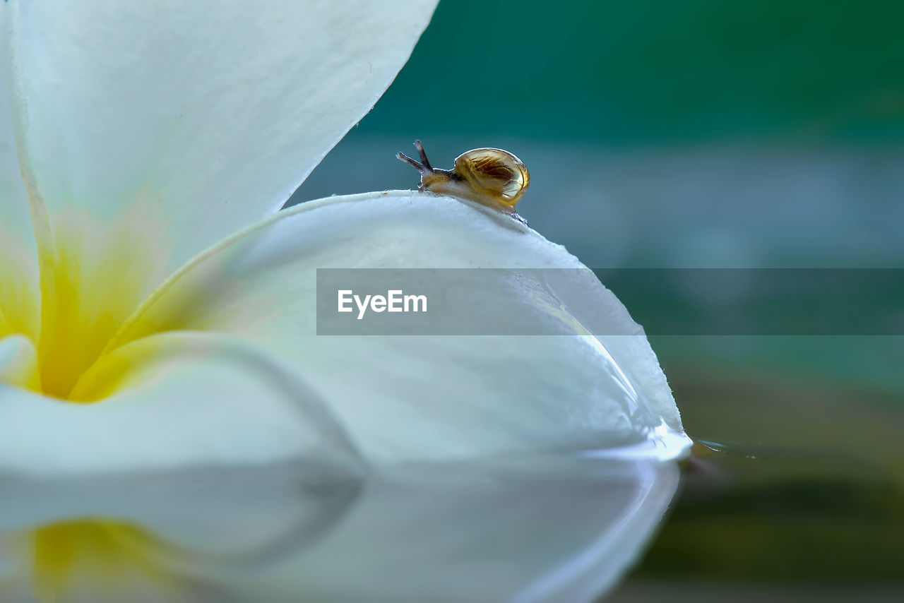 CLOSE-UP OF INSECT ON WHITE ROSE