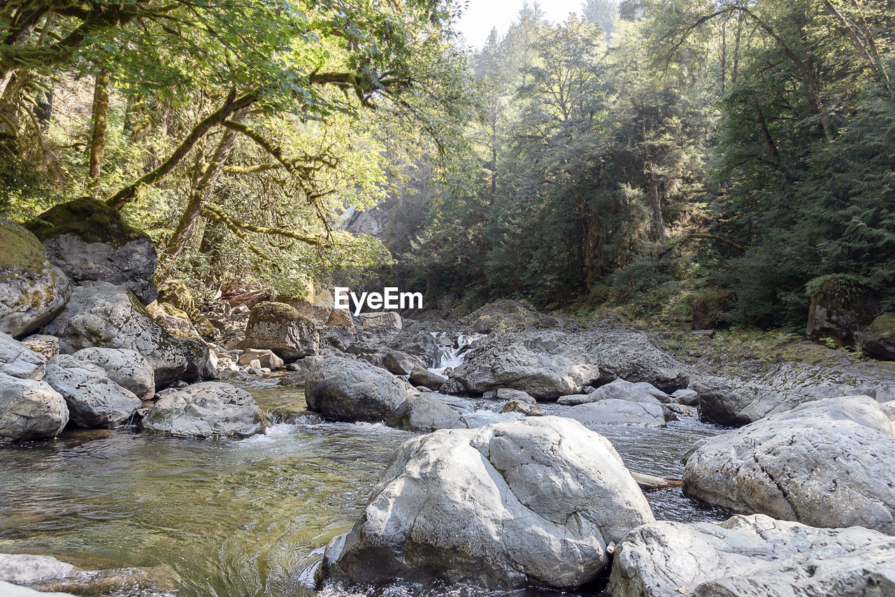 River flowing through rocks in forest