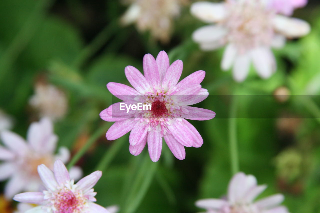 Close-up of pink flower