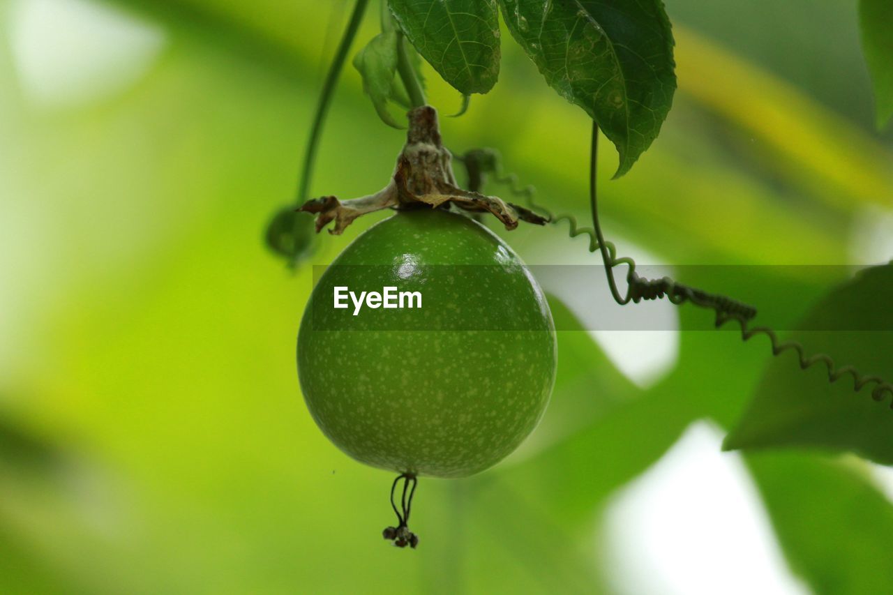 CLOSE-UP OF FRUIT ON TREE