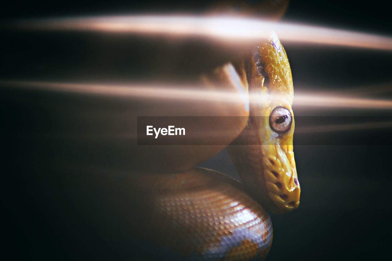 Close up shot of a yellow python.
