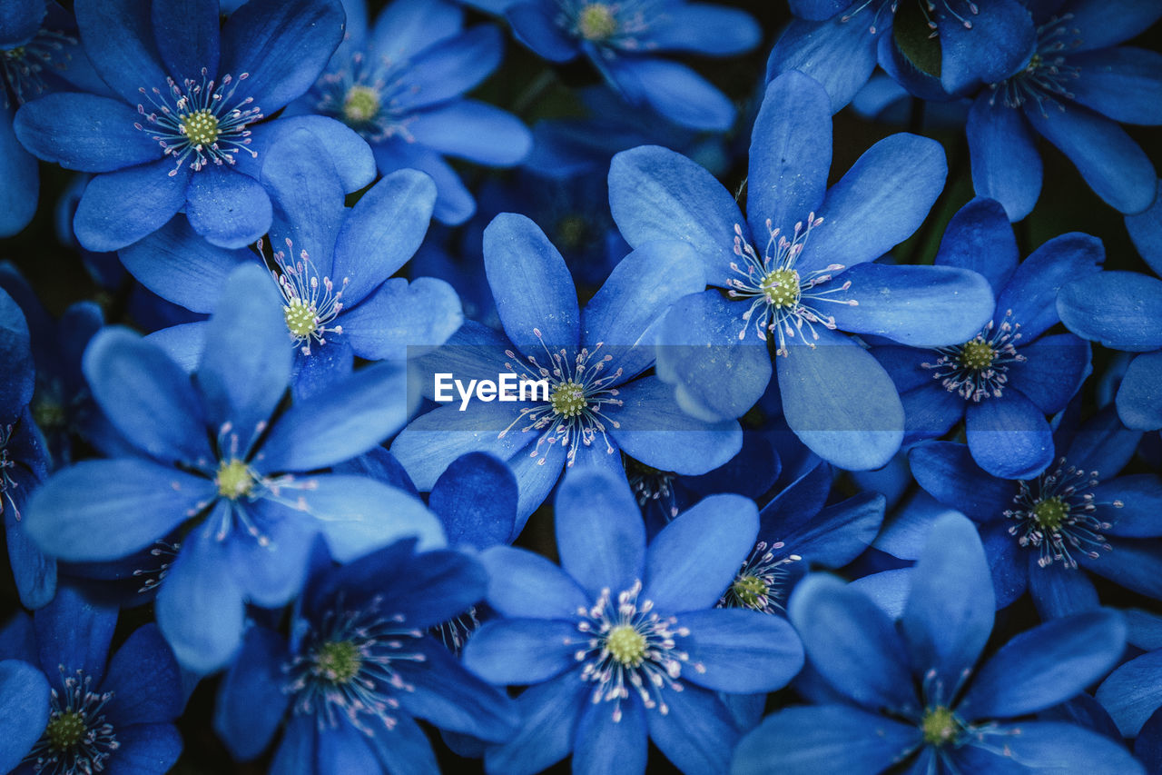 Blue forest wildflowers background, anemone hepatica, american liverwort, herb trinity blooming