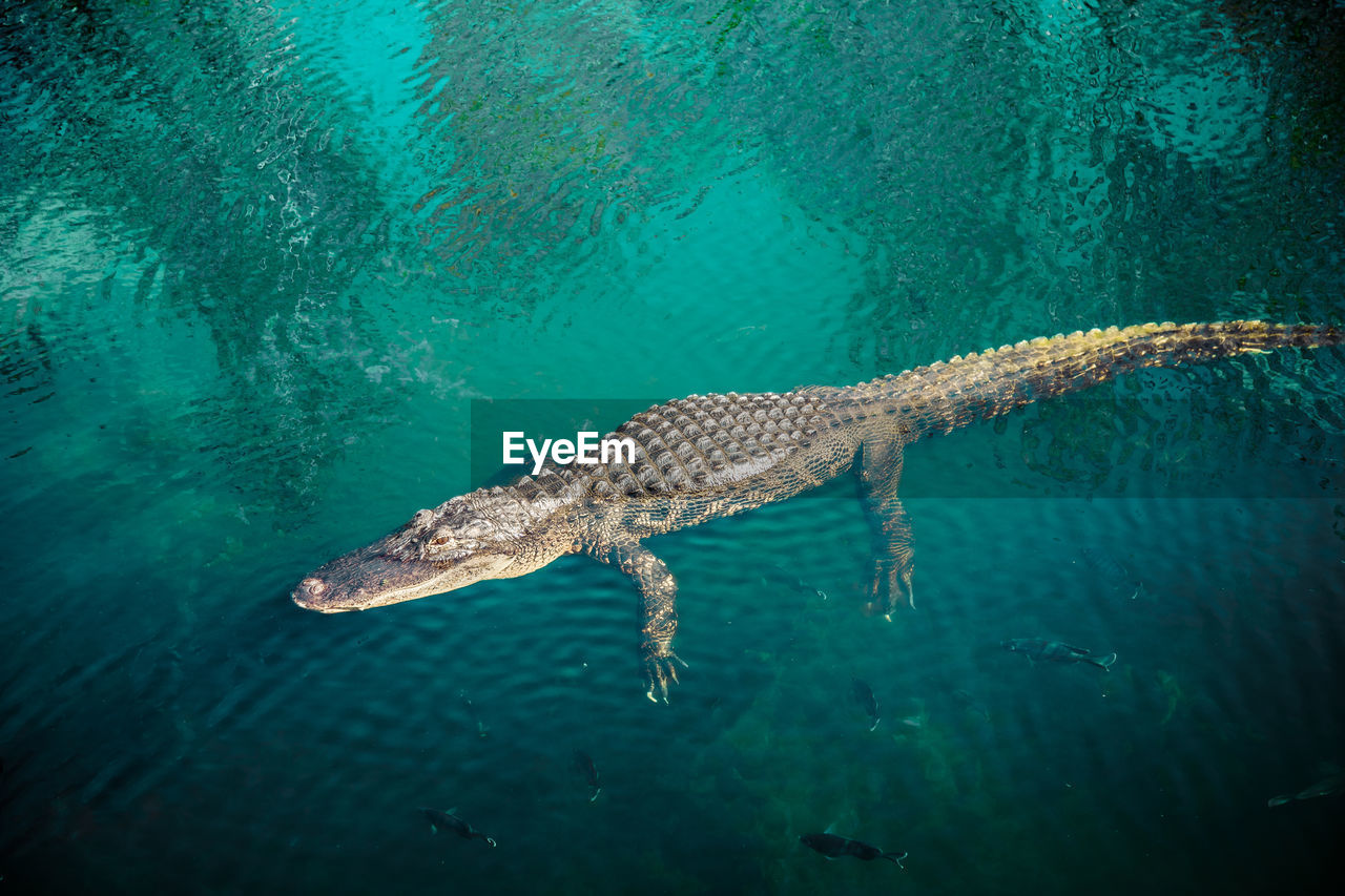 Wild crocodile in everglades lake rest at blue water surface with fishes around