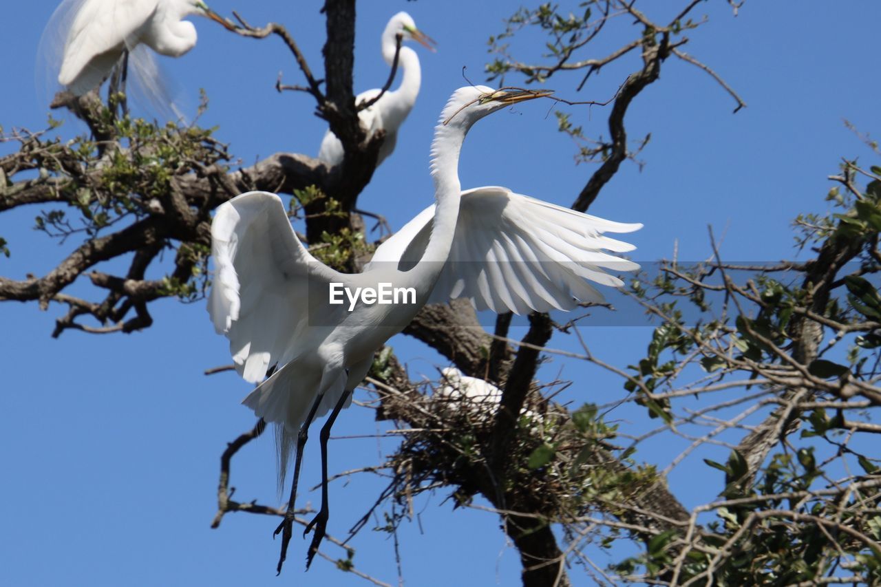 bird, animal themes, animal, animal wildlife, tree, wildlife, branch, sky, nature, flying, plant, blue, white, group of animals, no people, low angle view, heron, clear sky, spread wings, stork, outdoors, day, flower, white stork, animal body part