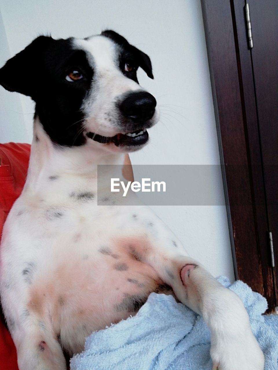 CLOSE-UP OF DOG LYING DOWN ON HOME