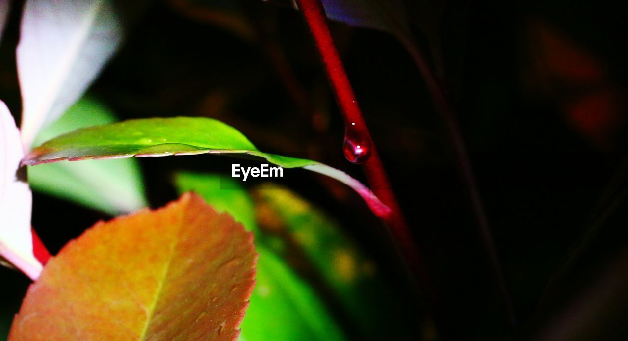 CLOSE-UP OF PLANT LEAVES