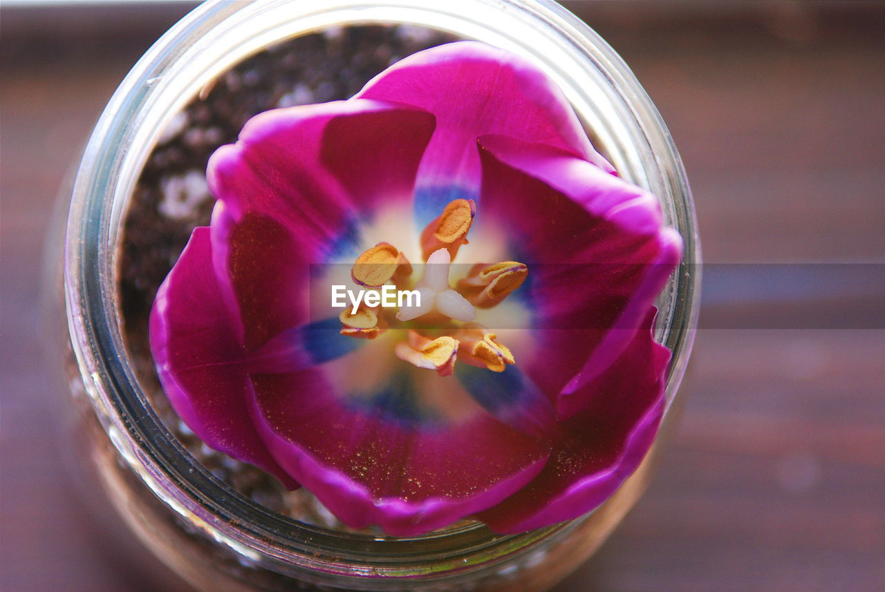 Close-up of pink crocus flower in jar on table