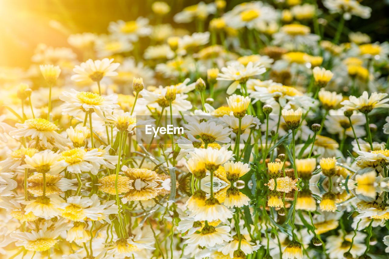 CLOSE-UP OF YELLOW FLOWERS ON FIELD