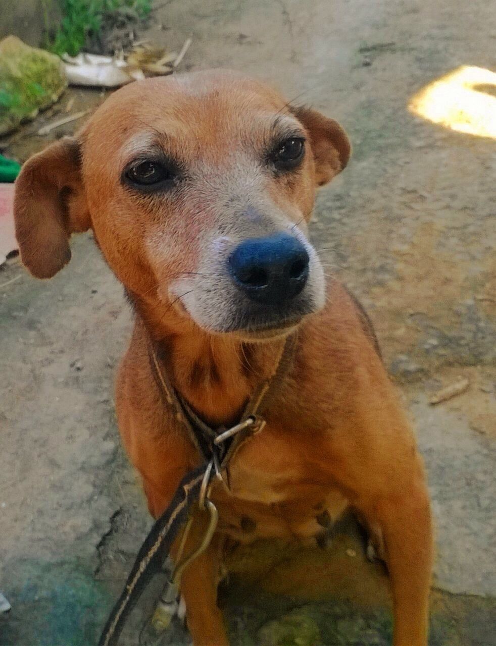 PORTRAIT OF A DOG ON THE GROUND