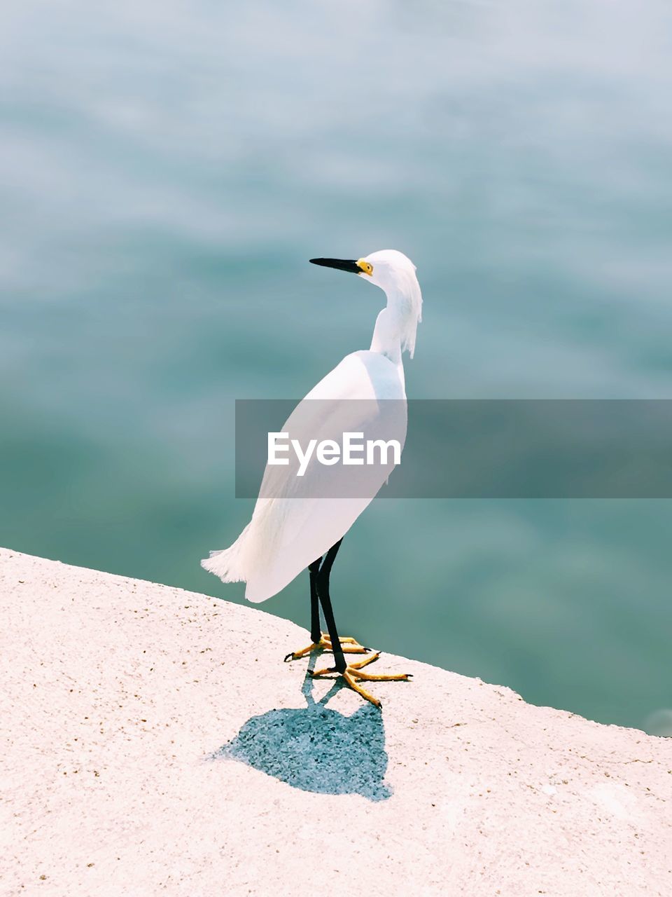 High angle view of bird perching on pier