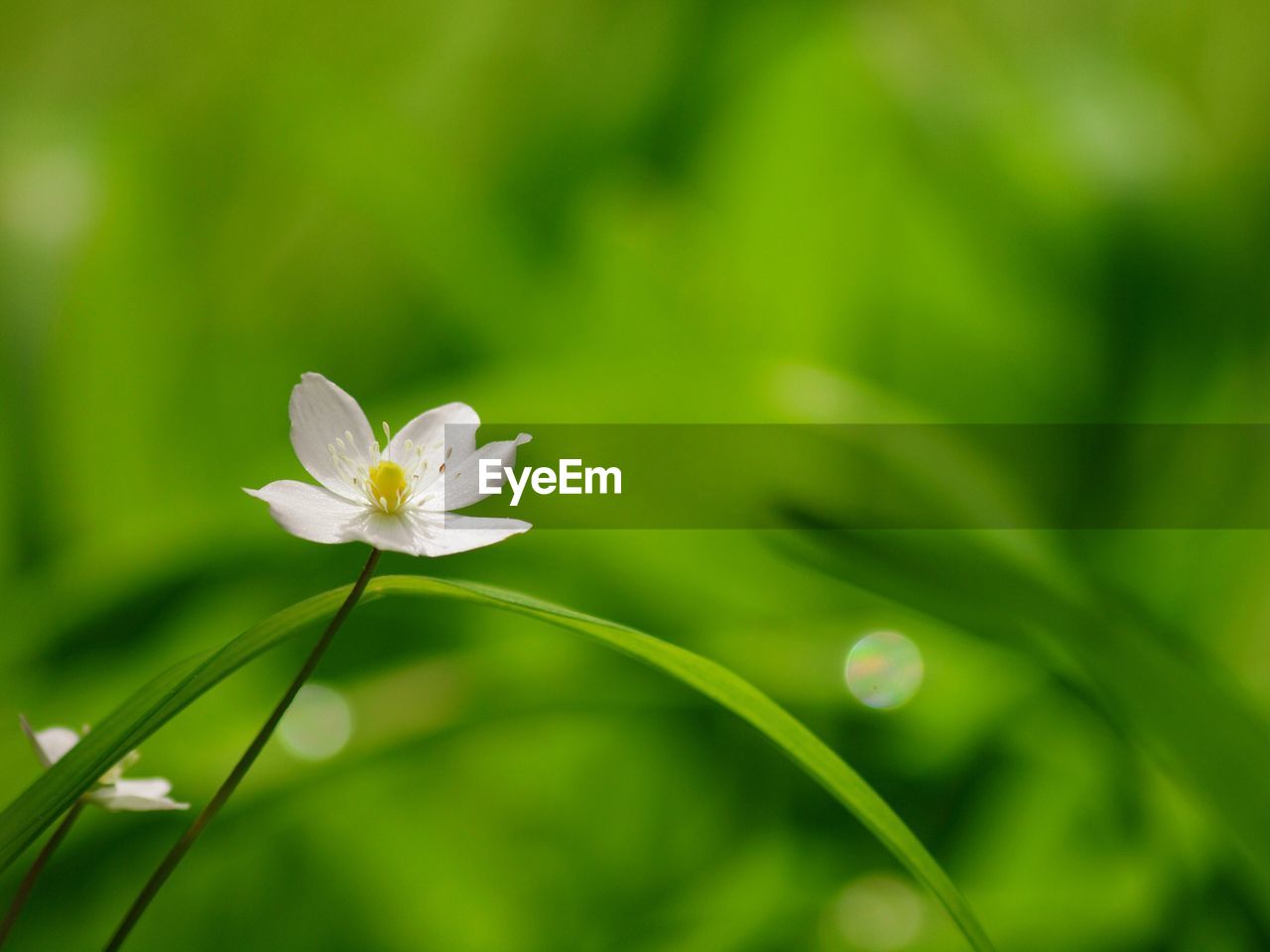 CLOSE-UP OF WHITE FLOWERING PLANTS