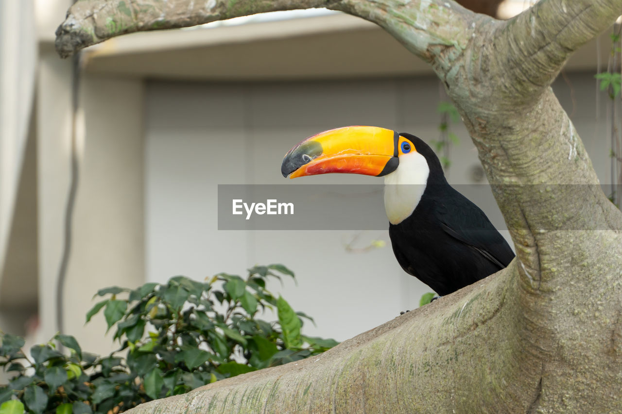 BIRD PERCHING ON A BRANCH