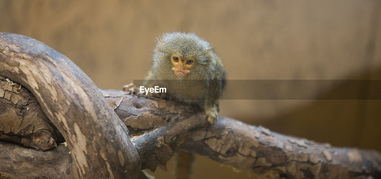 CLOSE-UP PORTRAIT OF OWL PERCHING