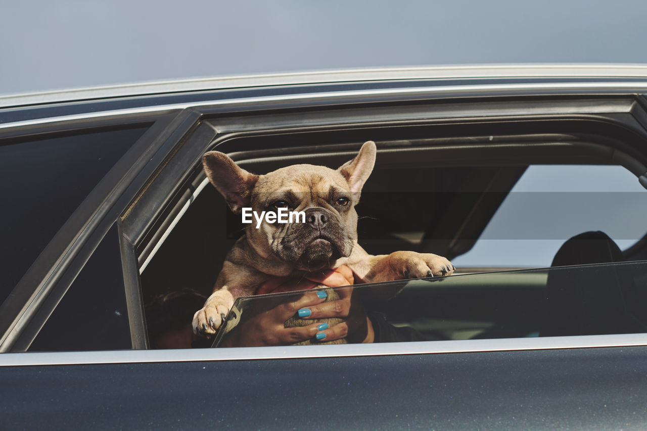 Portrait of a french bulldog puppy out of a car window in the sun