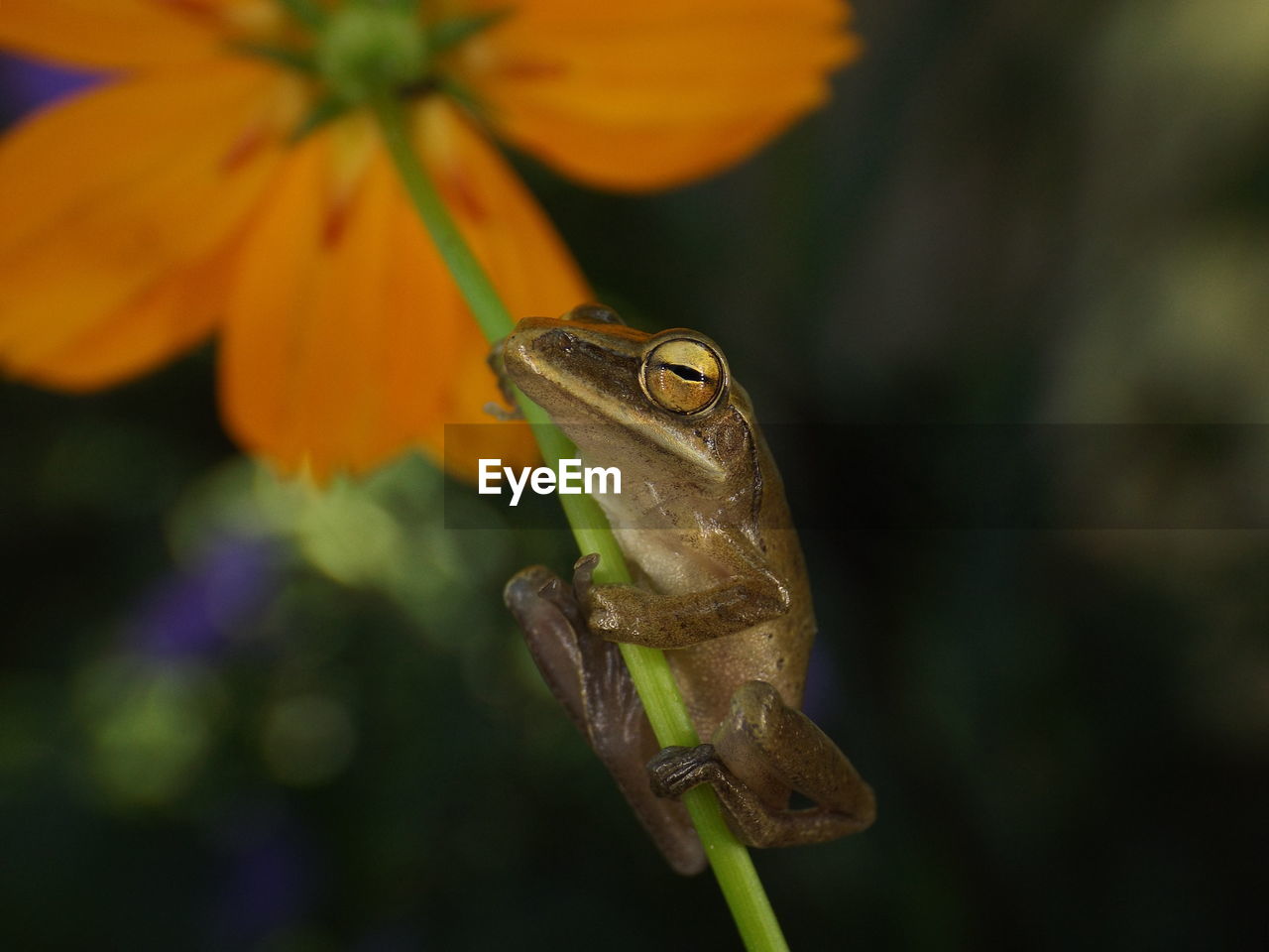 Close-up of frog on flower