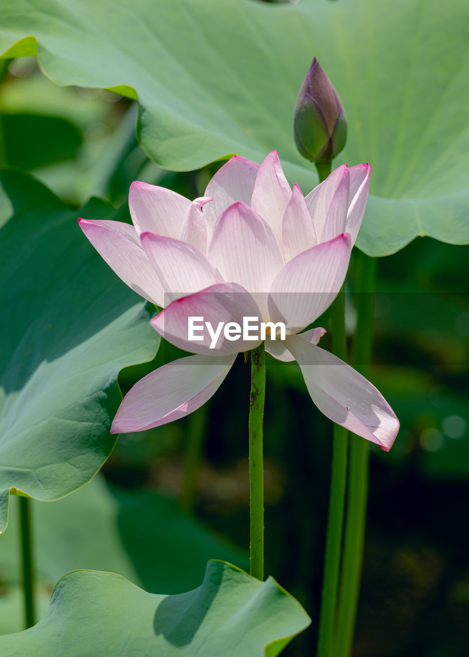 flower, flowering plant, plant, aquatic plant, water lily, proteales, freshness, beauty in nature, leaf, plant part, lotus water lily, pond, petal, pink, nature, close-up, green, lily, flower head, inflorescence, fragility, water, no people, growth, macro photography, blossom, outdoors, focus on foreground, springtime