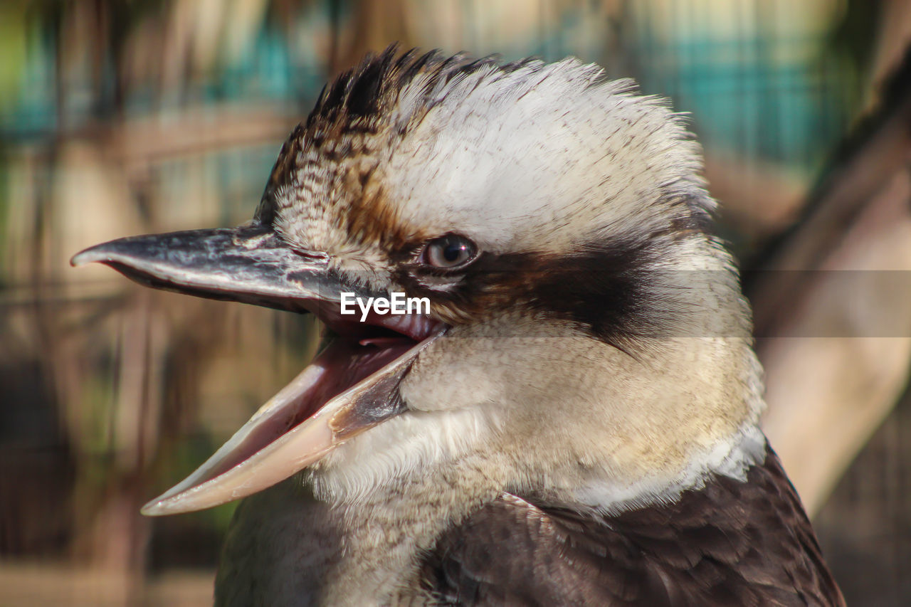 CLOSE-UP OF SPARROW