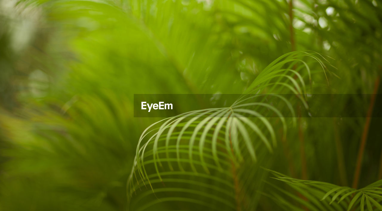 green, plant, leaf, plant part, growth, beauty in nature, palm tree, nature, palm leaf, tropical climate, frond, tree, vegetation, no people, foliage, lush foliage, close-up, fern, land, forest, freshness, environment, macro photography, jungle, grass, flower, outdoors, ferns and horsetails, sunlight, selective focus, backgrounds, day, branch, rainforest, tranquility, botany, natural environment, water