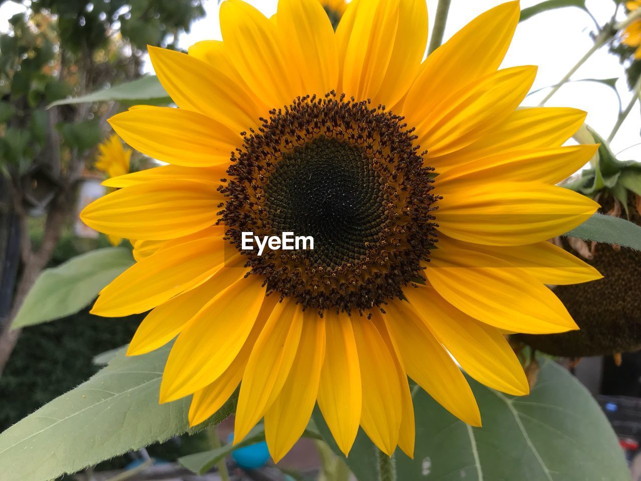 CLOSE-UP OF SUNFLOWER IN BLOOM OF YELLOW FLOWER