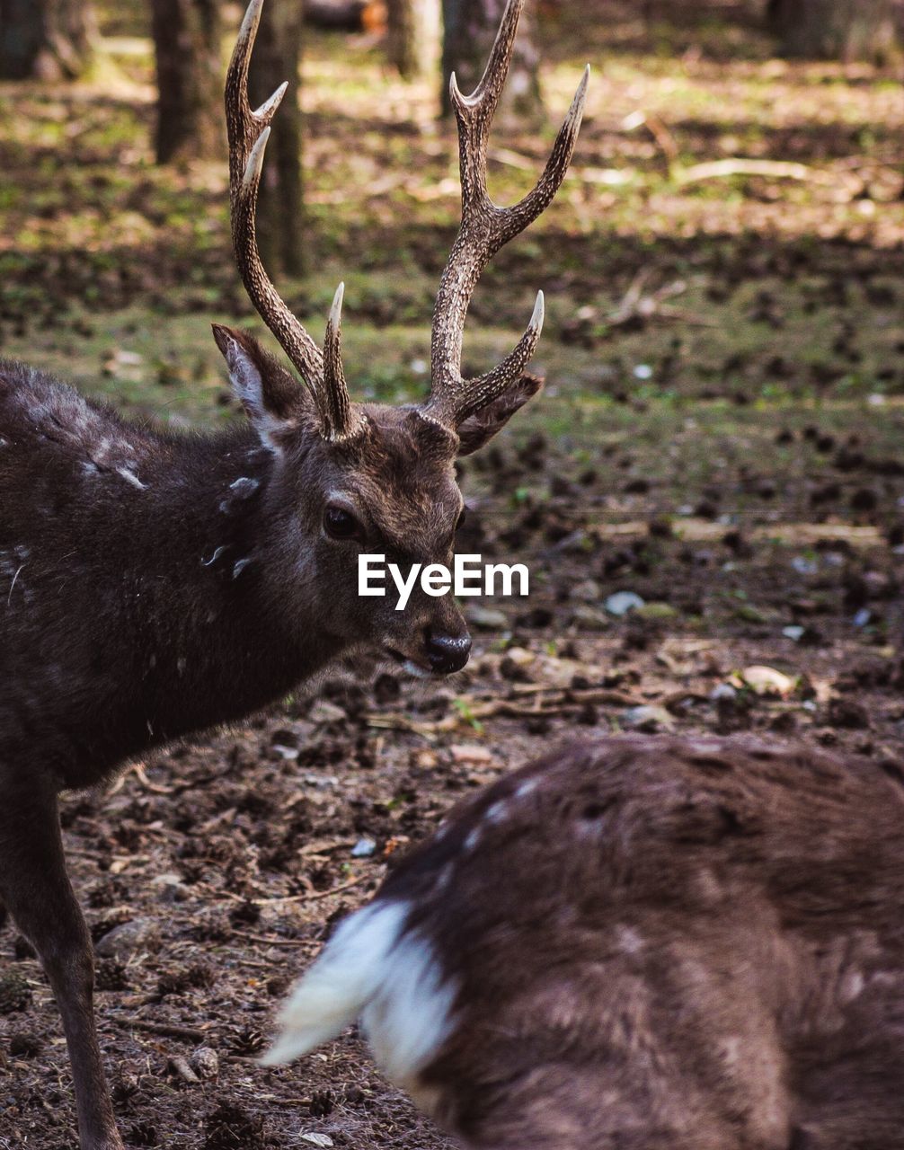 Close-up of deer on land