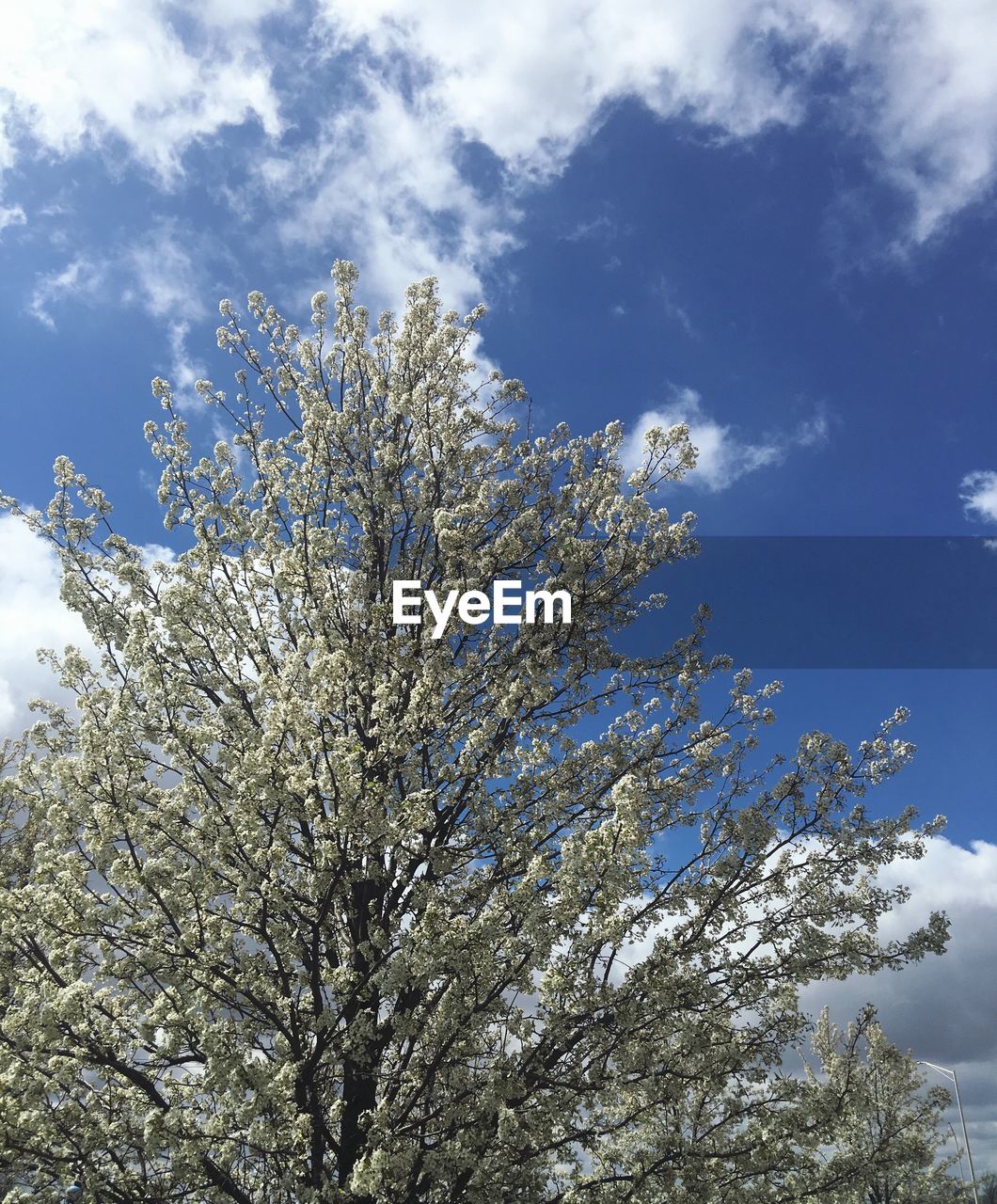 LOW ANGLE VIEW OF TREES AGAINST SKY