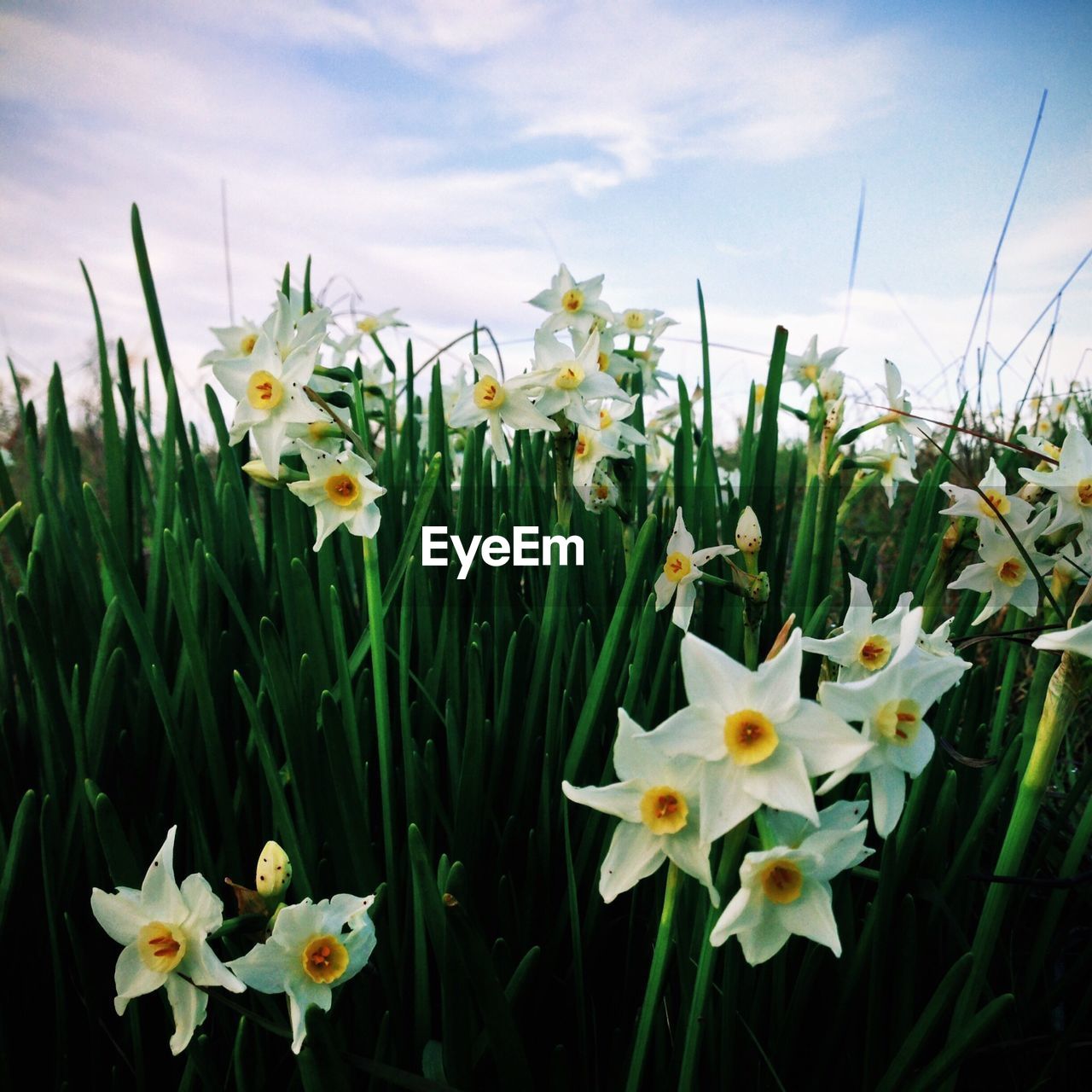 Close-up of white flowers against cloudy sky