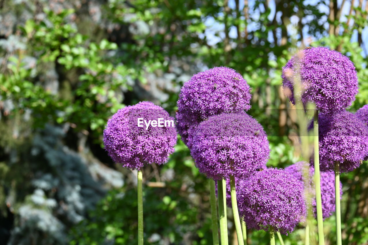 plant, flower, flowering plant, growth, freshness, purple, beauty in nature, nature, close-up, focus on foreground, no people, fragility, day, inflorescence, flower head, outdoors, garden, pink, botany, lilac, wildflower, blossom