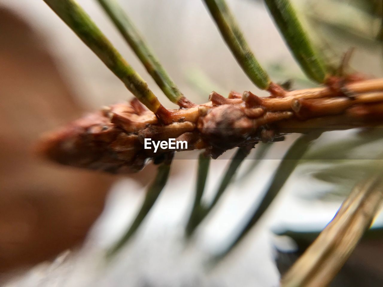 CLOSE-UP OF FLOWER OUTDOORS