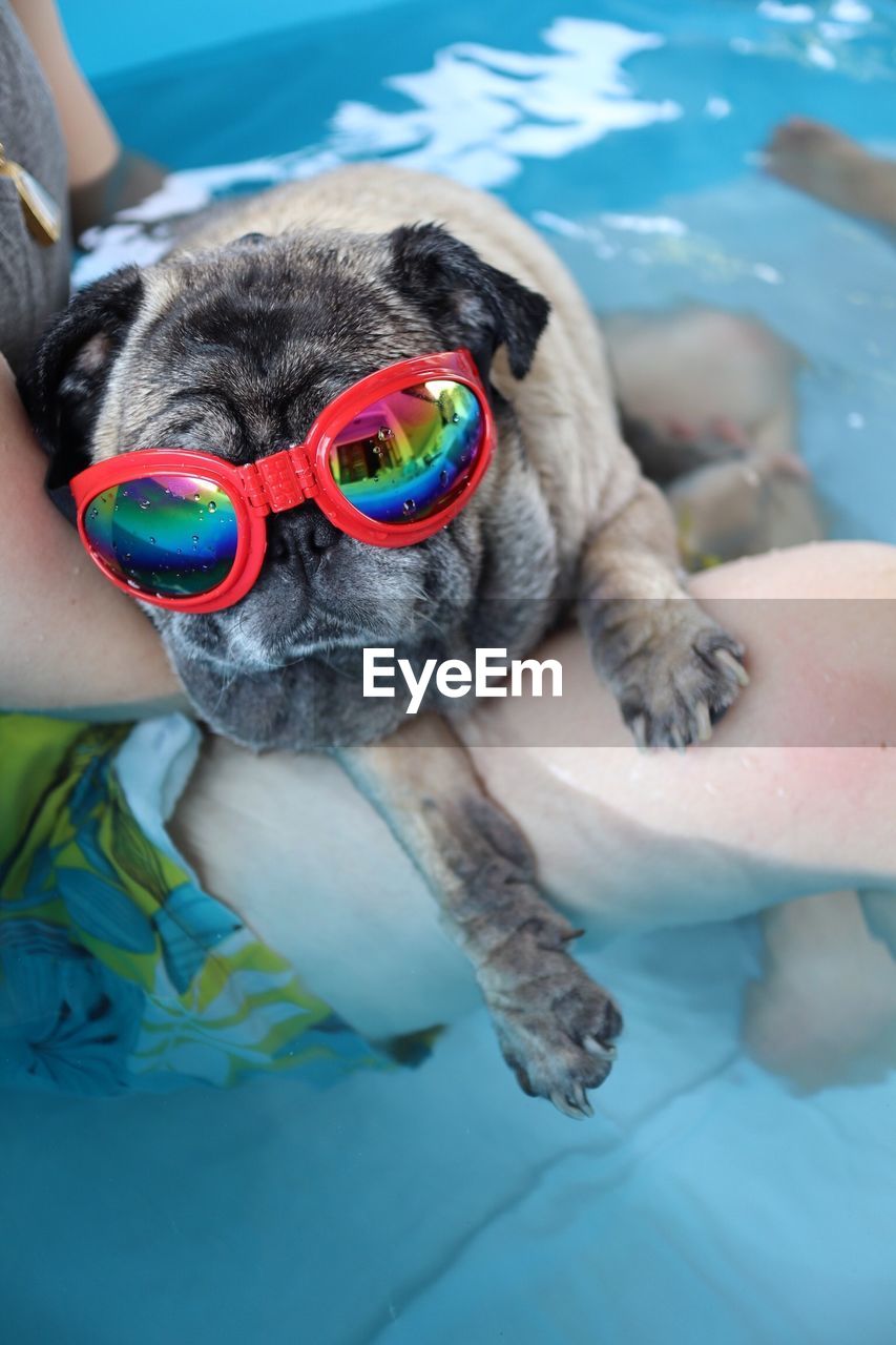 MIDSECTION OF PERSON HOLDING DOG WITH SWIMMING POOL