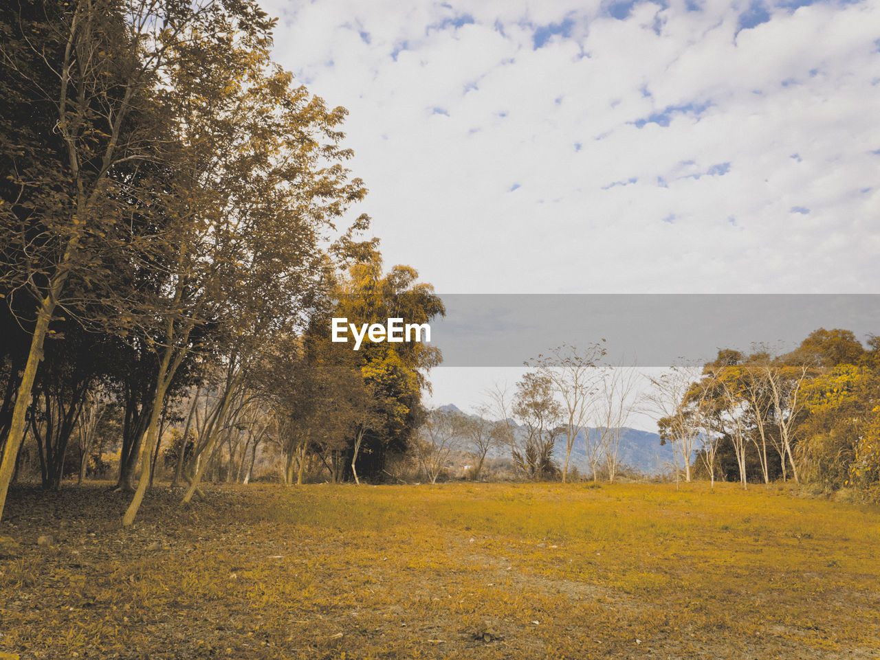 TREES ON FIELD DURING AUTUMN