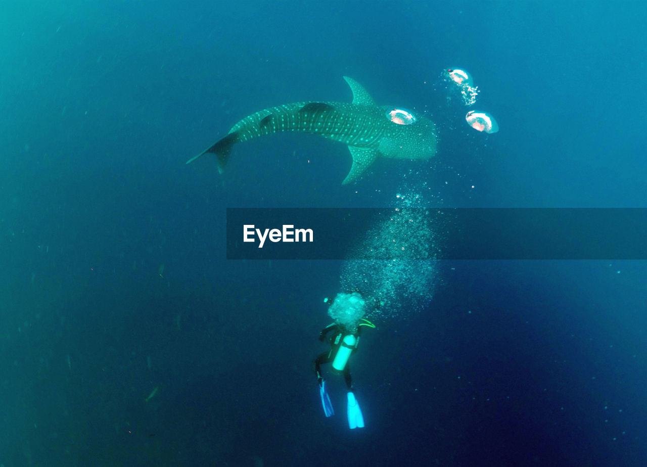 UNDERWATER VIEW OF SCUBA DIVING