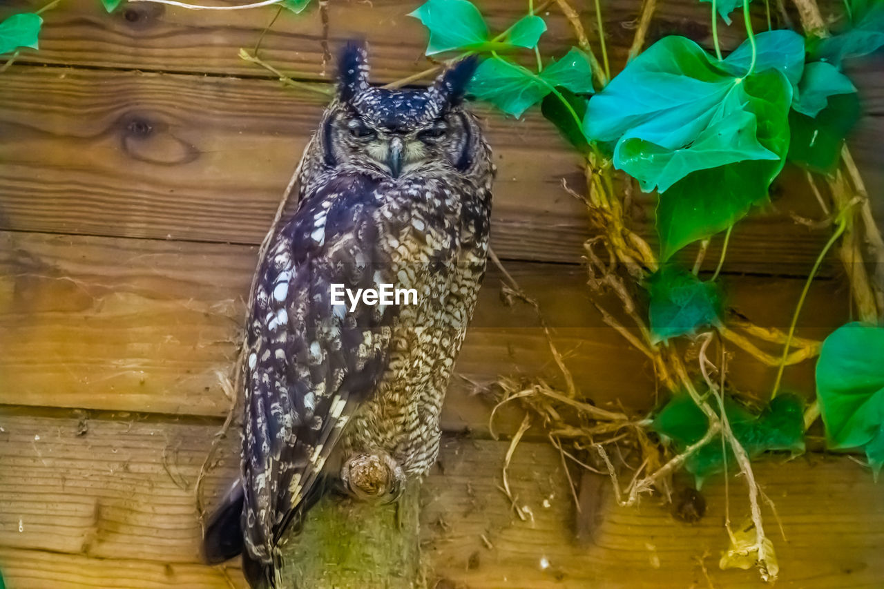 CLOSE-UP OF BIRDS PERCHING ON WOODEN POST