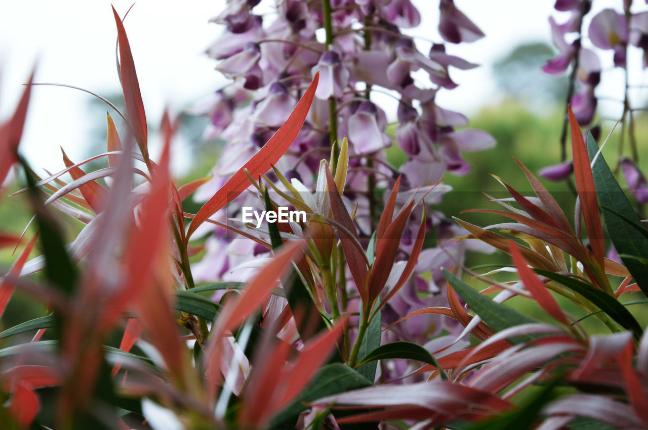 Close-up of plant against white background