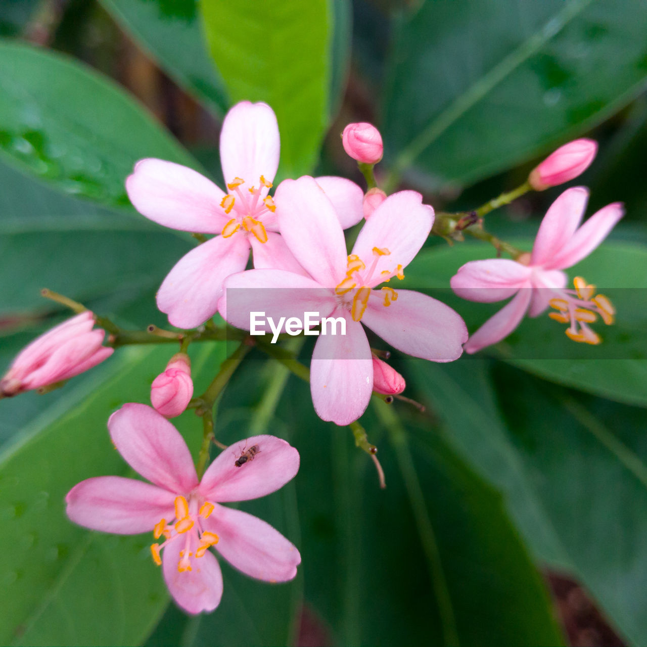 CLOSE-UP OF FRESH PINK FLOWERS BLOOMING IN PARK