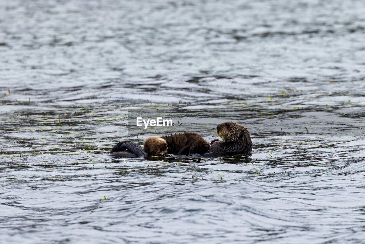 Sea otter swimming in lake