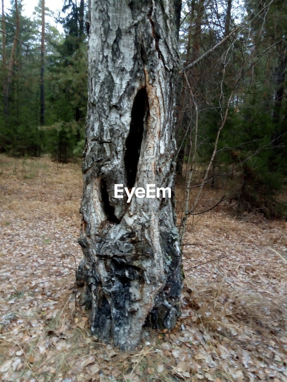 TREE TRUNKS IN FOREST