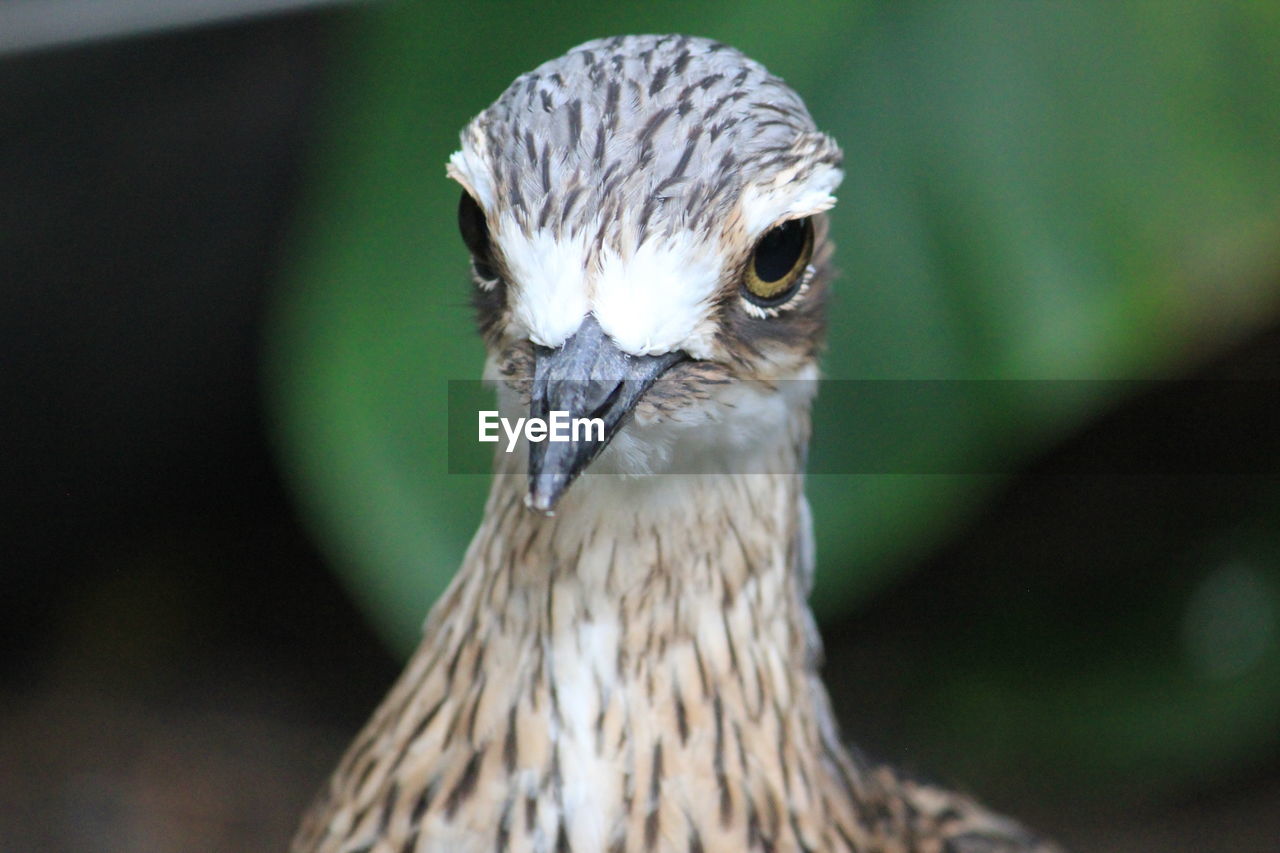 Close-up of a bird.... those eyes 