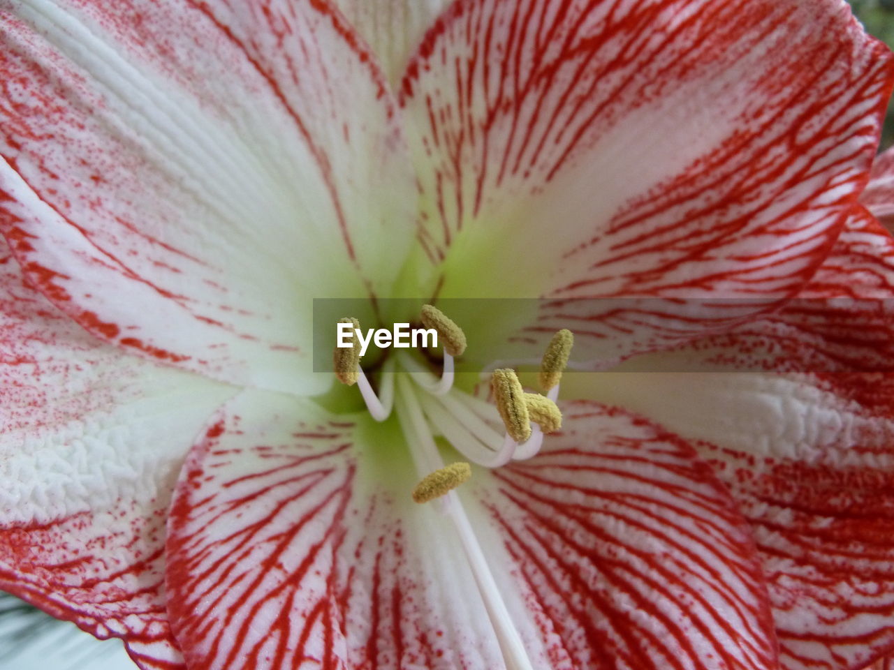 CLOSE-UP OF WHITE FLOWER