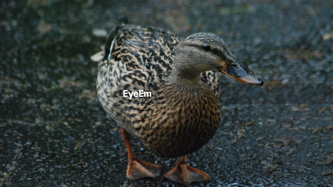 CLOSE-UP OF A BIRD