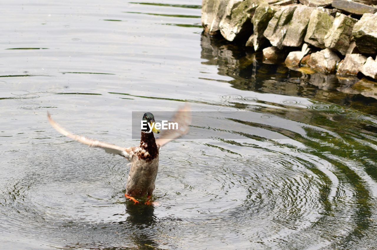 Duck flapping wings in lake 