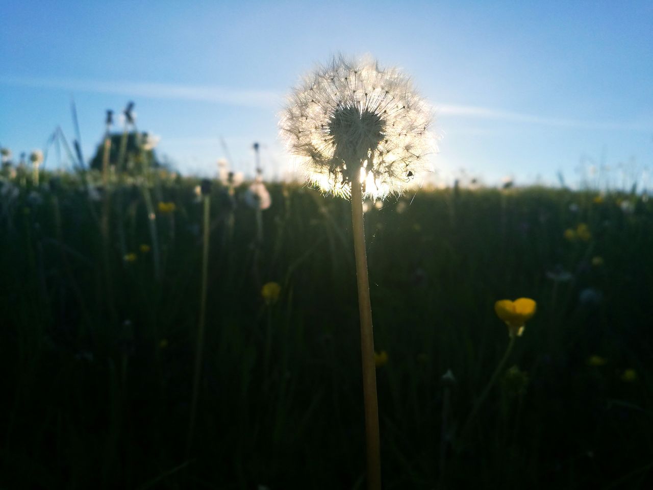 PLANTS ON FIELD