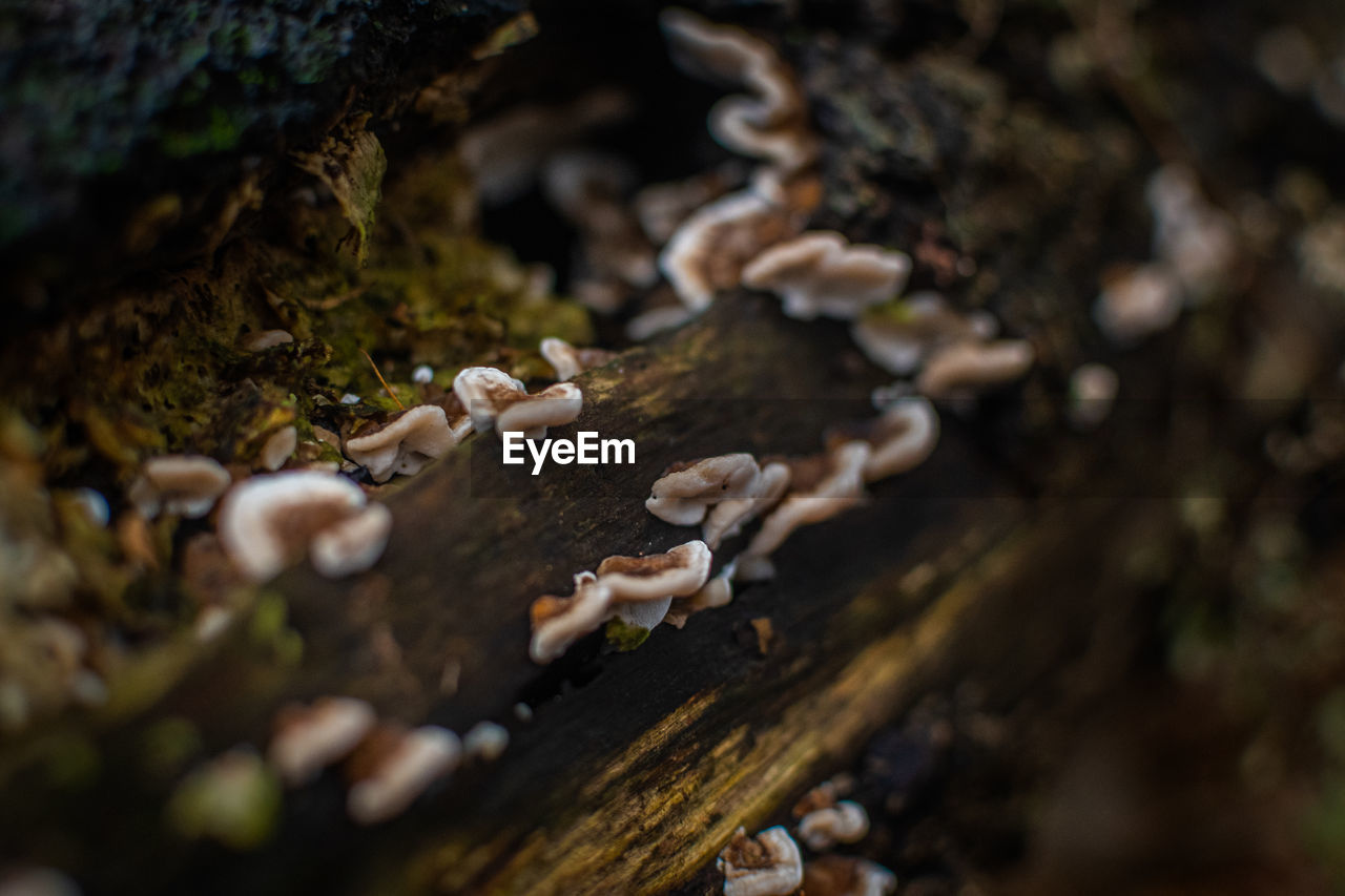 Close-up of mushrooms growing on tree trunk