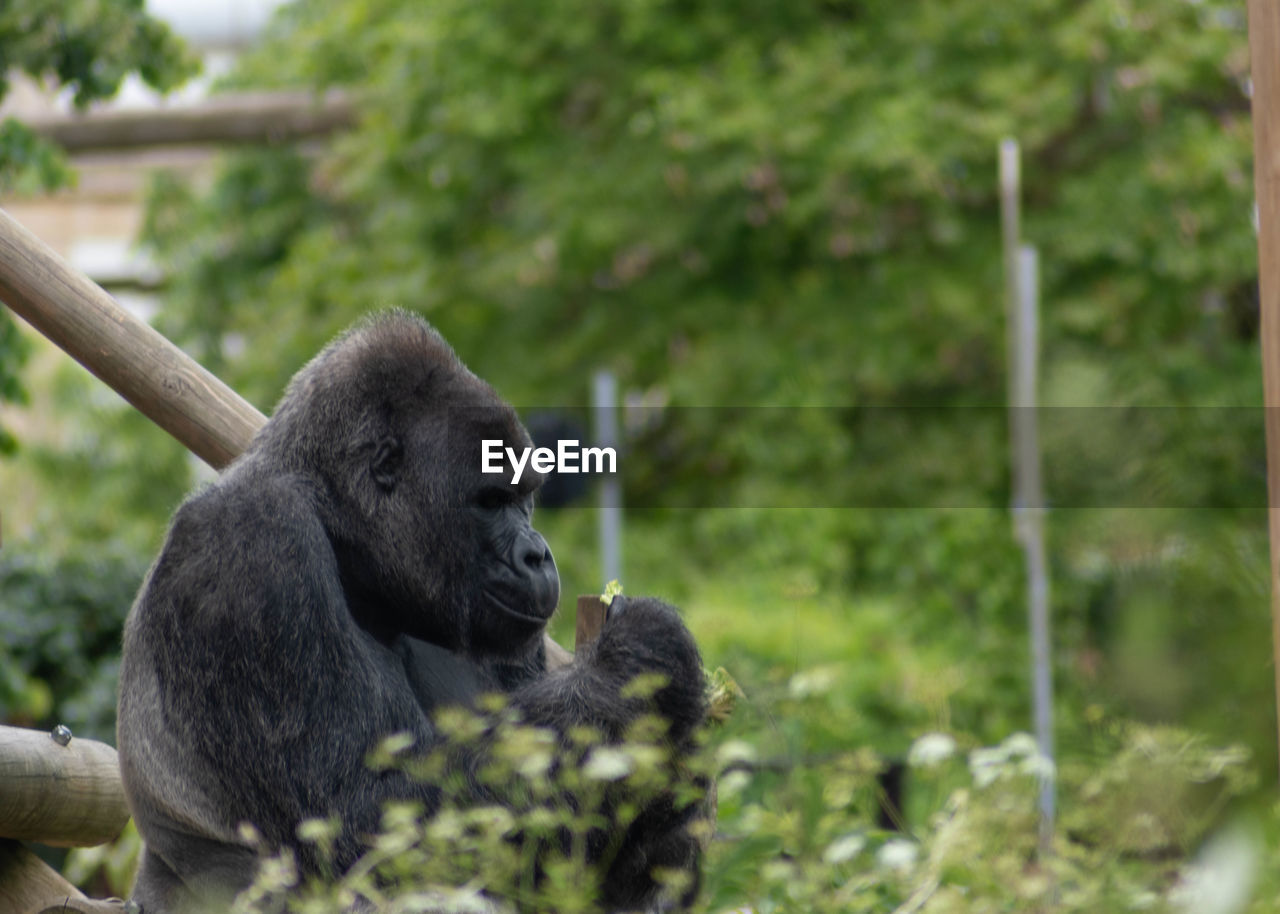 MONKEY LOOKING AWAY ON ROCK