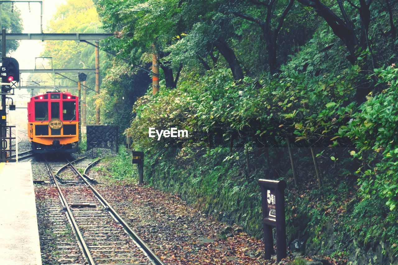 RAILROAD TRACKS IN FOREST