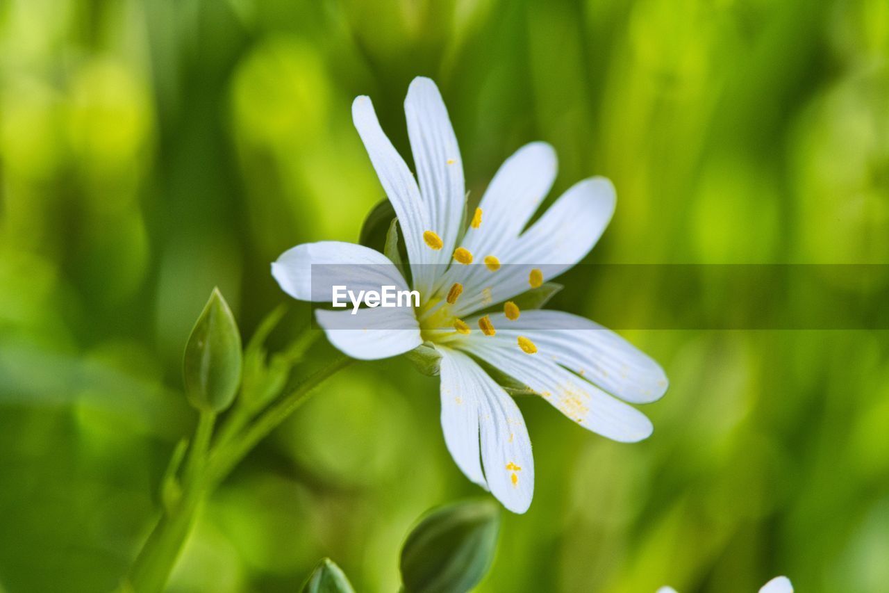 Close-up of white flowering plant