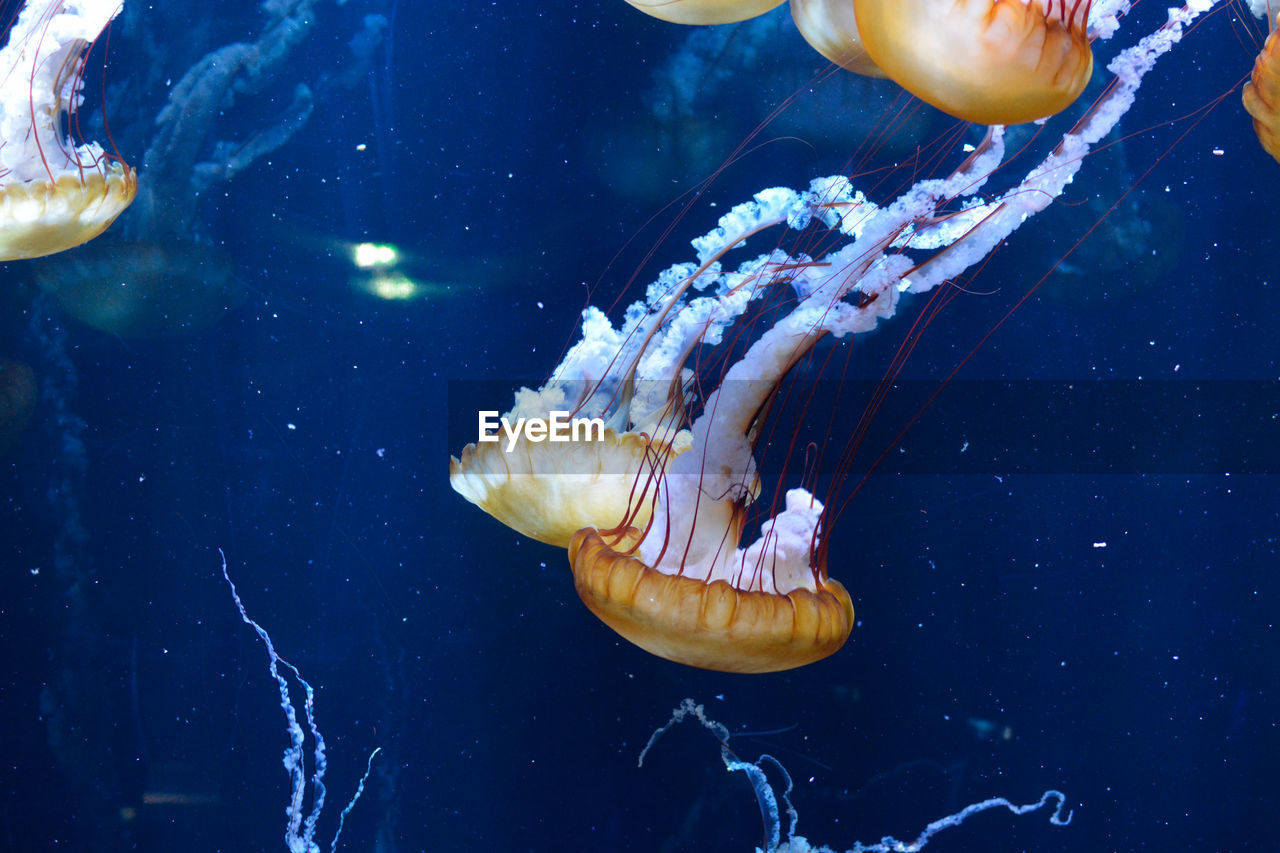 Close-up of jellyfish swimming in sea