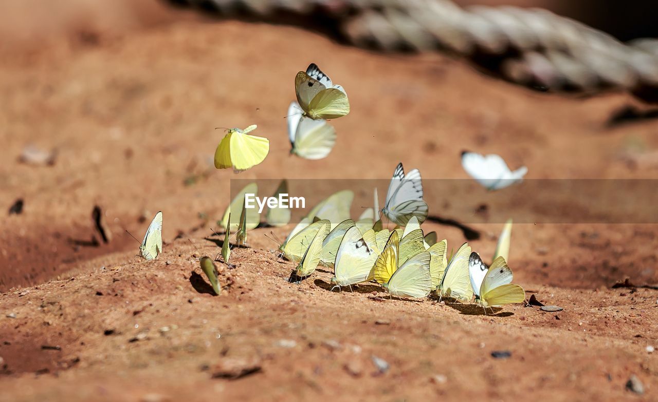 Close-up of butterflies on field